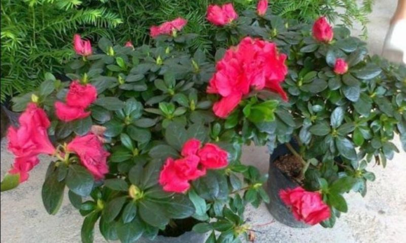 杜鹃花怎么养殖「杜鹃花怎么养殖方法及注意事项」_1