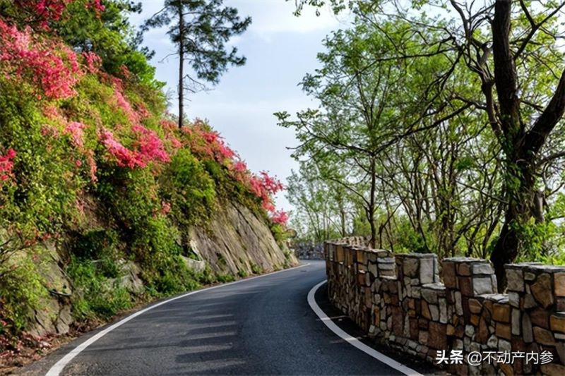 杜鹃花怎样种植「杜鹃花怎样种植和养护」