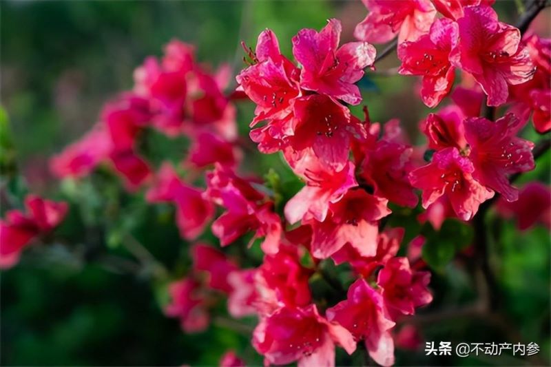杜鹃花怎样种植「杜鹃花怎样种植和养护」