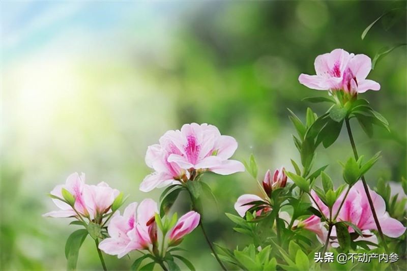 杜鹃花怎样种植「杜鹃花怎样种植和养护」