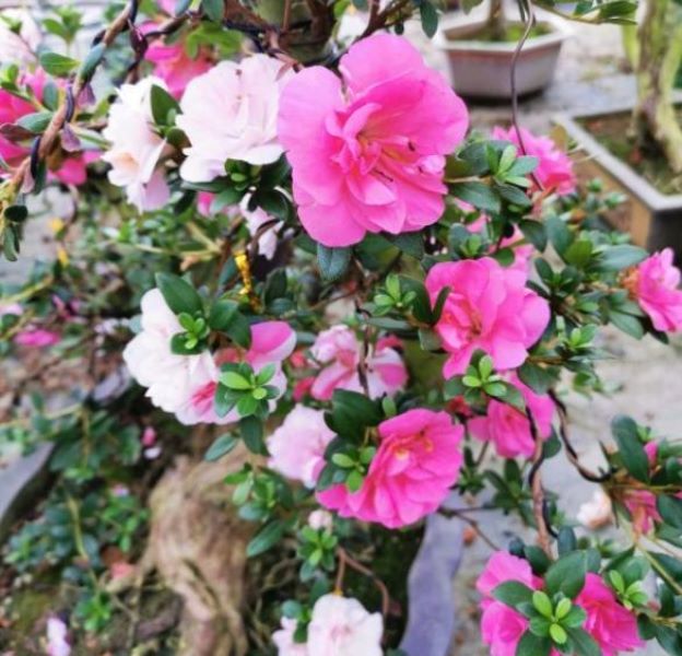 杜鹃花春夏季怎么养「杜鹃花春夏季怎么养护」