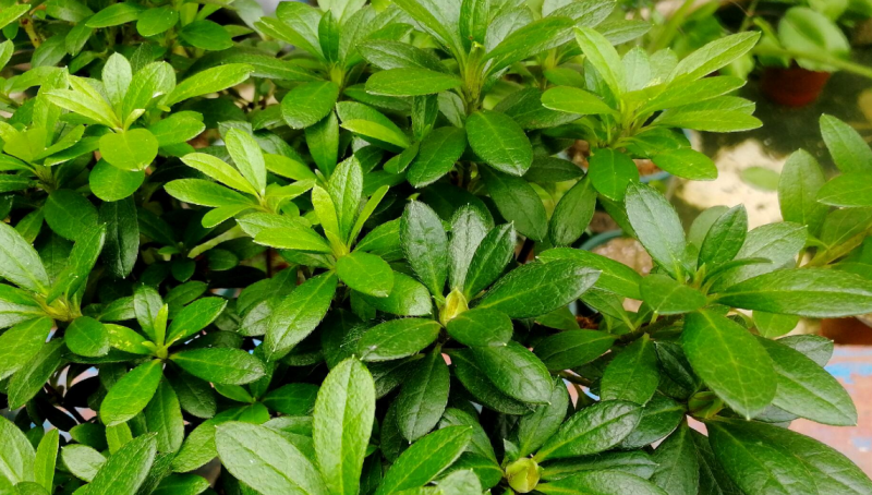 杜鹃花的特点有哪些「杜鹃花的特点有哪些三年级」