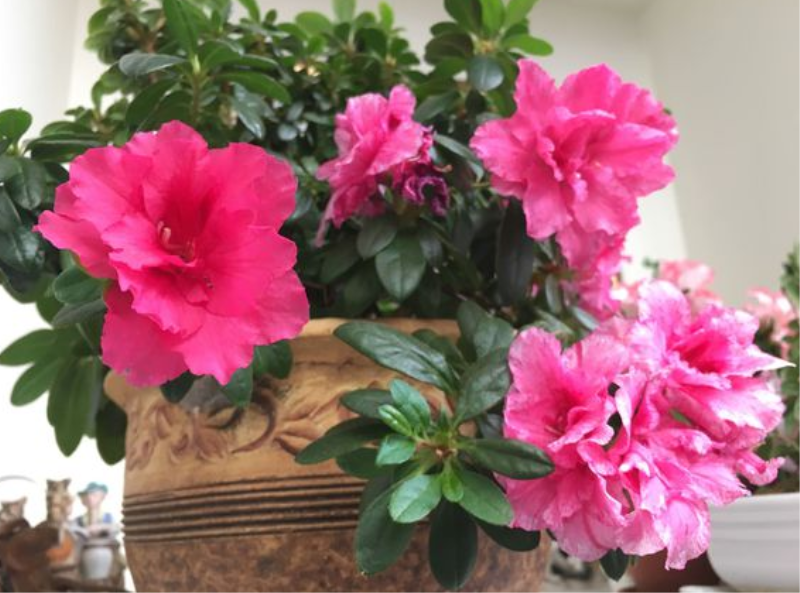 杜鹃花的特点有哪些「杜鹃花的特点有哪些三年级」