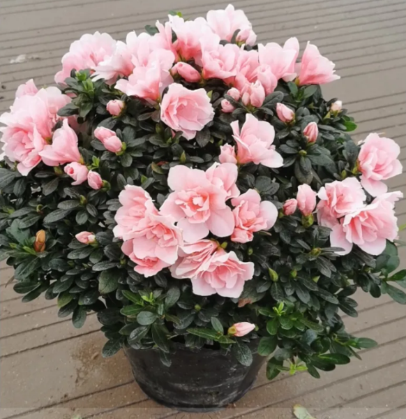杜鹃花的特点有哪些「杜鹃花的特点有哪些三年级」