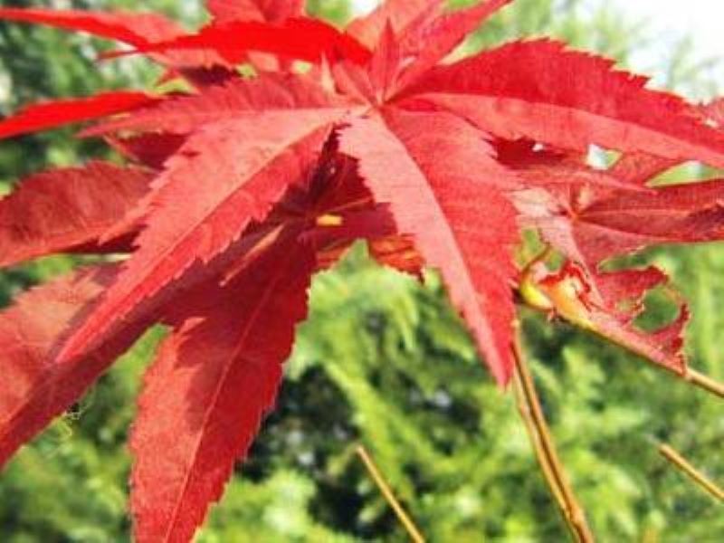 枫树种子如何种植「枫树种子如何种植方法」