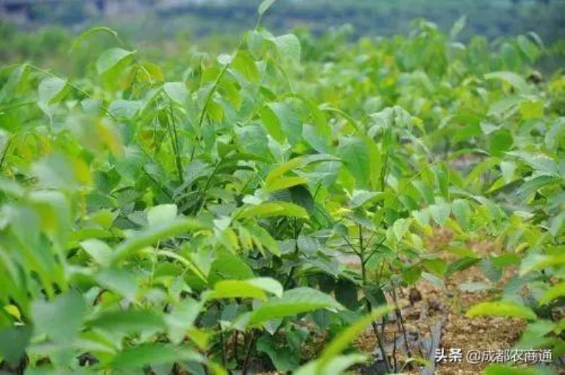 核桃苗怎么种植「核桃苗怎么种植视频」