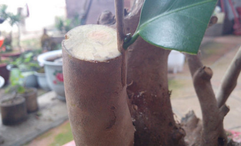 桂花树怎么嫁接「桂花树怎么嫁接成活率高」_1