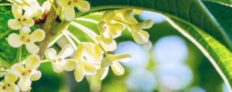 桂花树怎么栽才能活「桂花树怎么栽才能活的久」