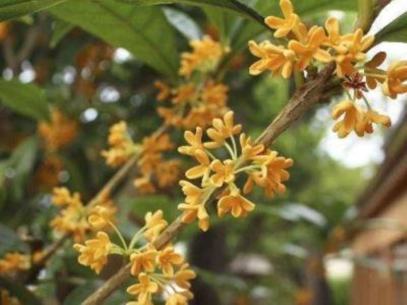 桂花树怎么栽才能活「桂花树怎么栽才能活的久」