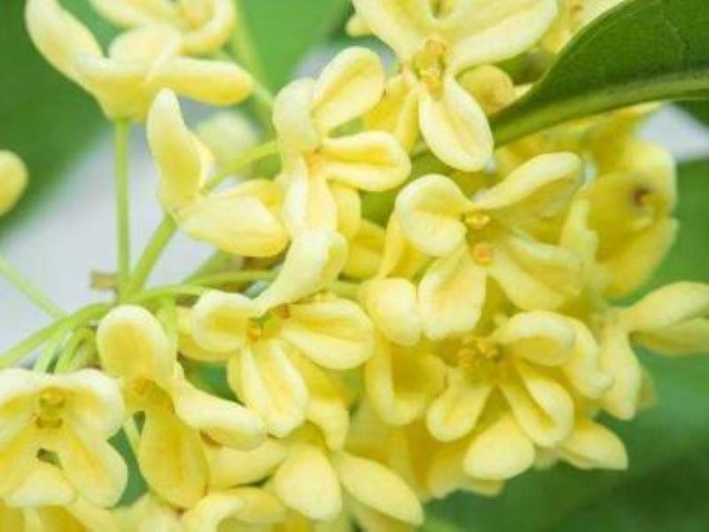 桂花树怎么栽才能活「桂花树怎么栽才能活的久」