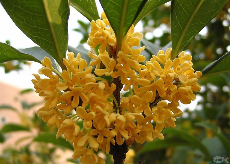 桂花树怎么栽种「桂花树怎么栽种容易成活」