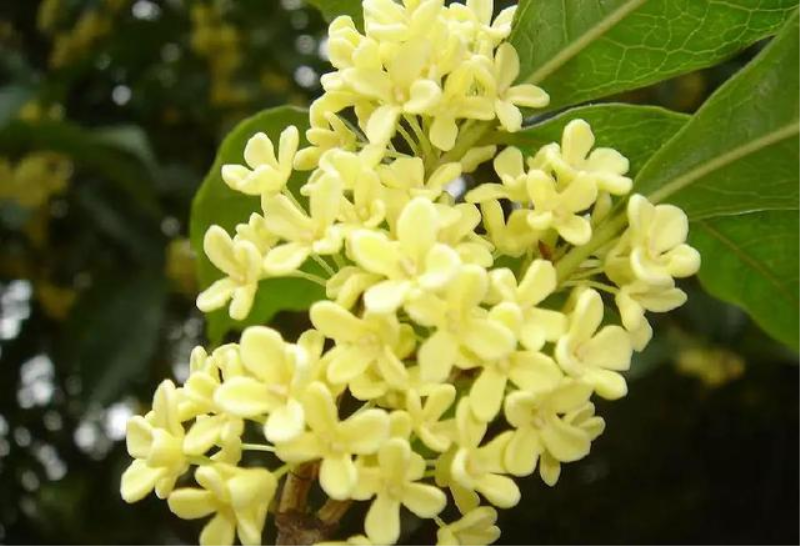 桂花树怎么栽种「桂花树怎么栽种容易成活」