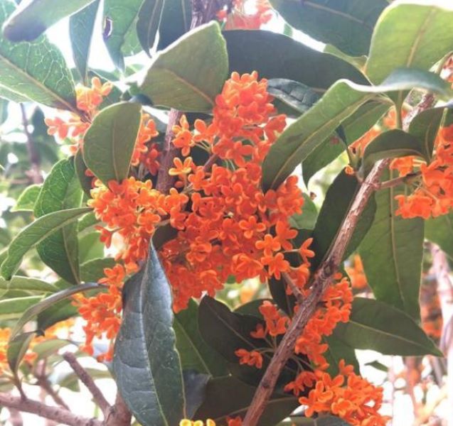 桂花树怎么移栽「桂花树怎么移栽成活率高」