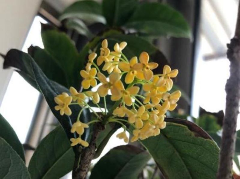 桂花树怎么移栽「桂花树怎么移栽成活率高」