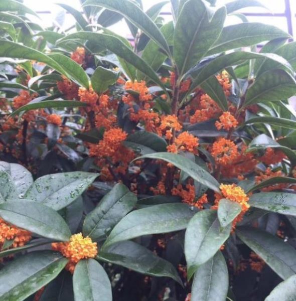 桂花树怎么移栽「桂花树怎么移栽成活率高」
