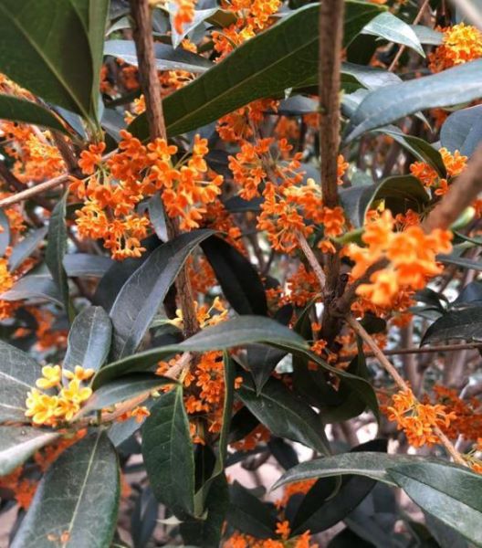 桂花树怎么移栽「桂花树怎么移栽成活率高」