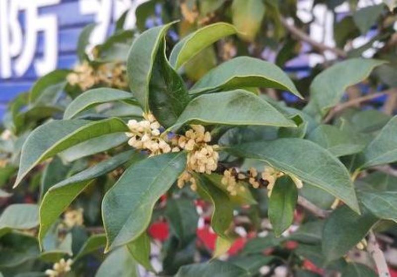 桂花树怎么移栽「桂花树怎么移栽成活率高」