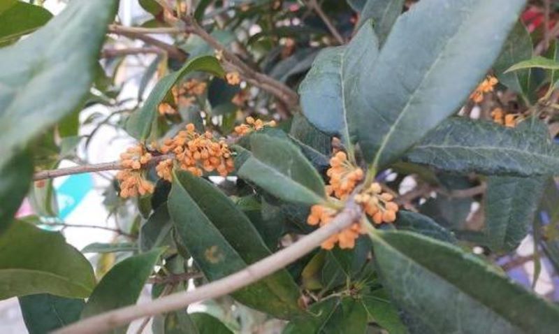 桂花树怎么移栽「桂花树怎么移栽成活率高」