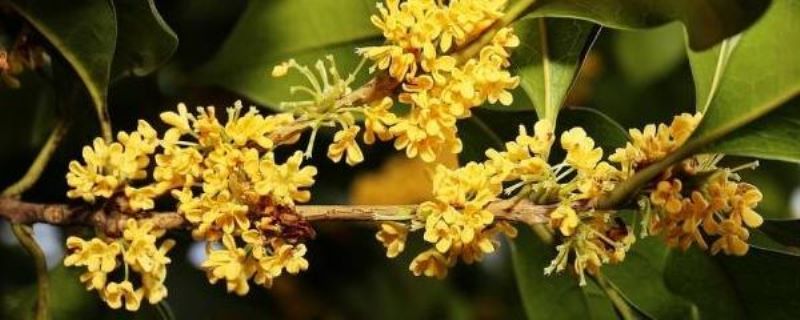 桂花用什么土栽培比较好「桂花用什么土栽培比较好活」
