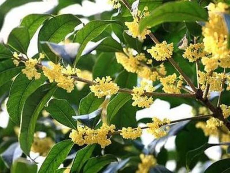 桂花用什么土栽培比较好「桂花用什么土栽培比较好活」