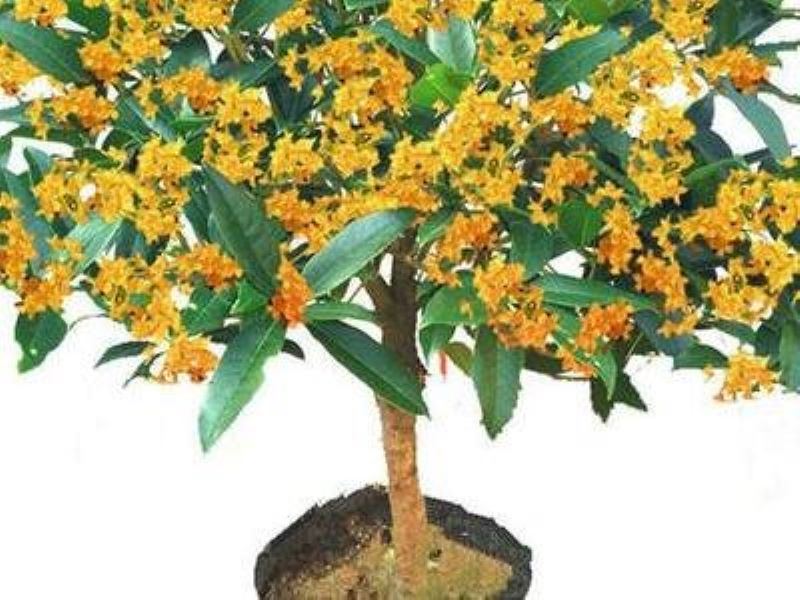 桂花用什么土栽培比较好「桂花用什么土栽培比较好活」