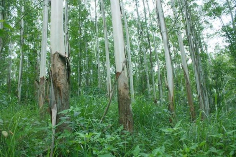 桉树的危害是什么「桉树的危害是什么样子的」