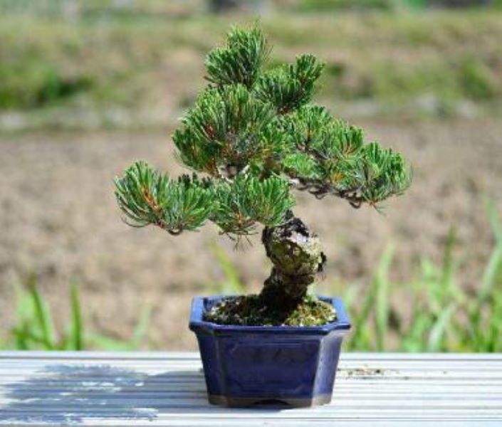 桧柏盆景怎么养护「桧柏盆景怎么养护和管理」