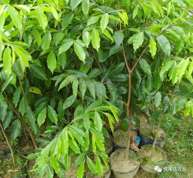 沉香怎么种植「沉香怎么种植技术」