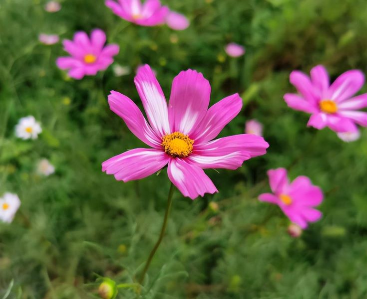 波斯菊什么时候播种「波斯菊什么时候播种最好」