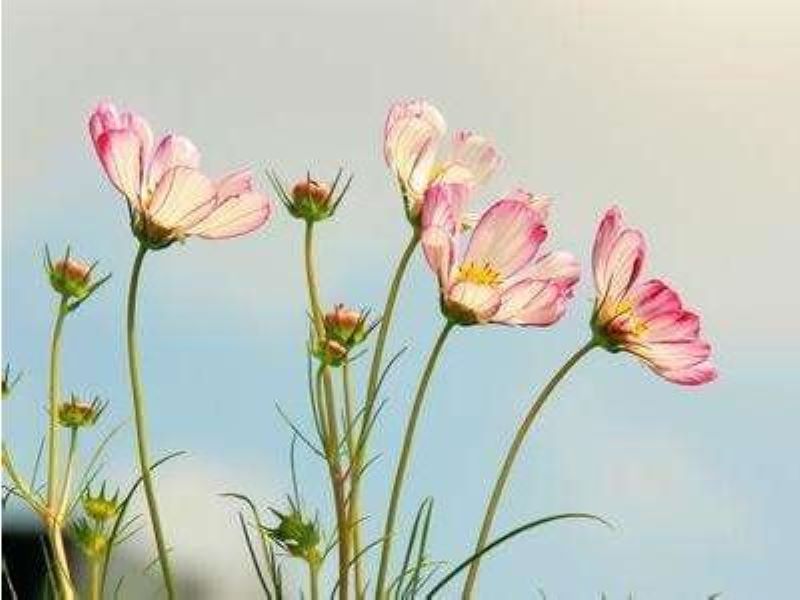 波斯菊怎么种「波斯菊怎么种植种子」