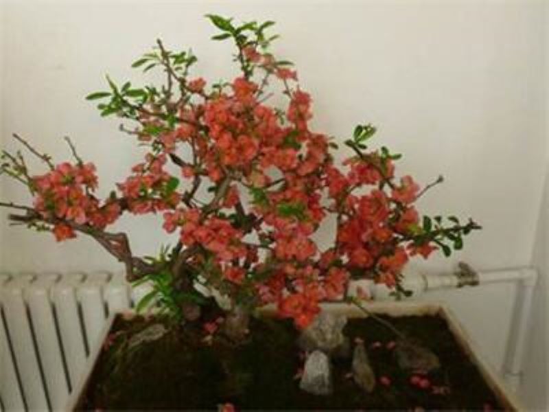 海棠盆花怎么养「海棠盆花怎么养护」