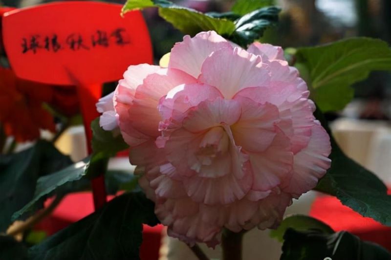 海棠花种类有哪些「耐寒海棠花种类有哪些」