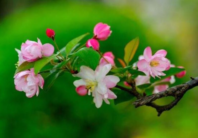 海棠花花语是什么意思「海棠花花语是什么意思啊」