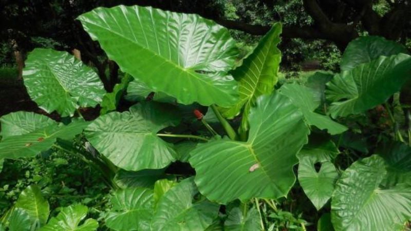 滴水观音夏天的养殖方法「滴水观音夏季怎么养」