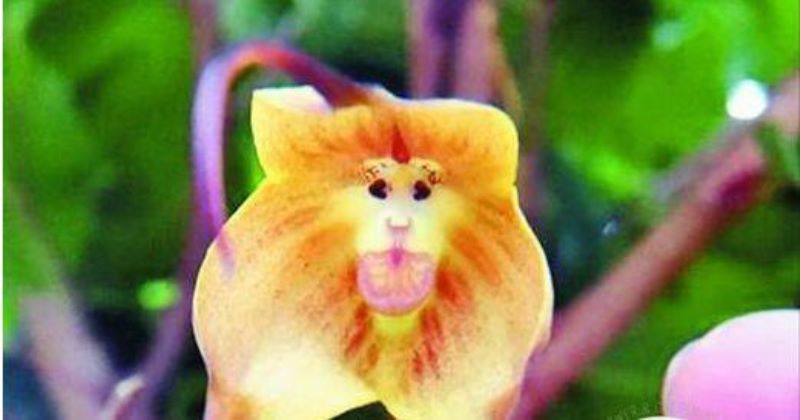 猴面兰花种子怎么种「猴面兰花种子怎么种什么时候种」