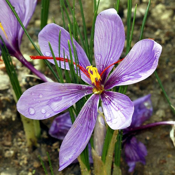 番红花球怎么种「番红花球怎么种植」