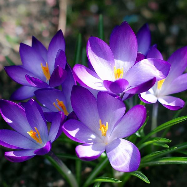 番红花球怎么种「番红花球怎么种植」