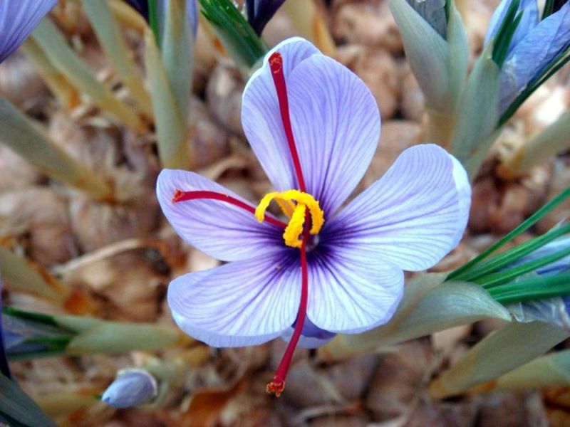 番红花球怎么种「番红花球怎么种植」