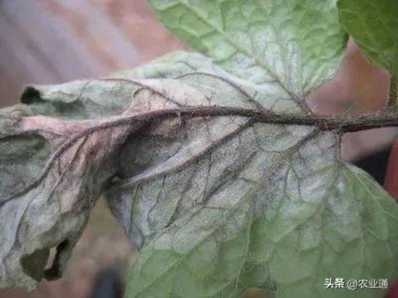 番茄怎么种植「番茄怎么种植才能高产」_1