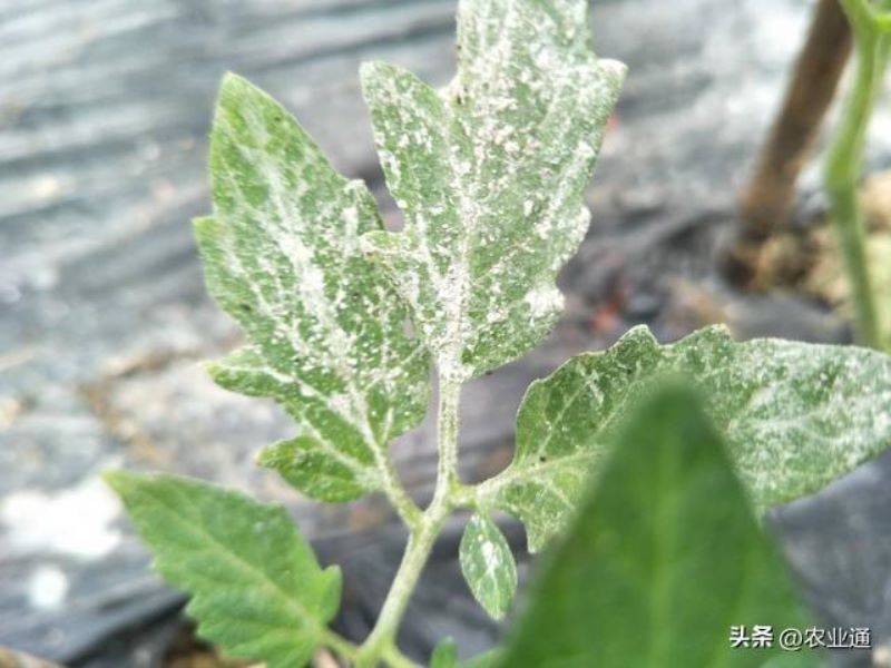 番茄怎么种植「番茄怎么种植才能高产」_1