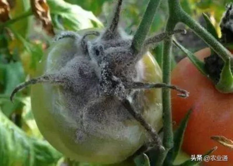 番茄怎么种植「番茄怎么种植才能高产」_1