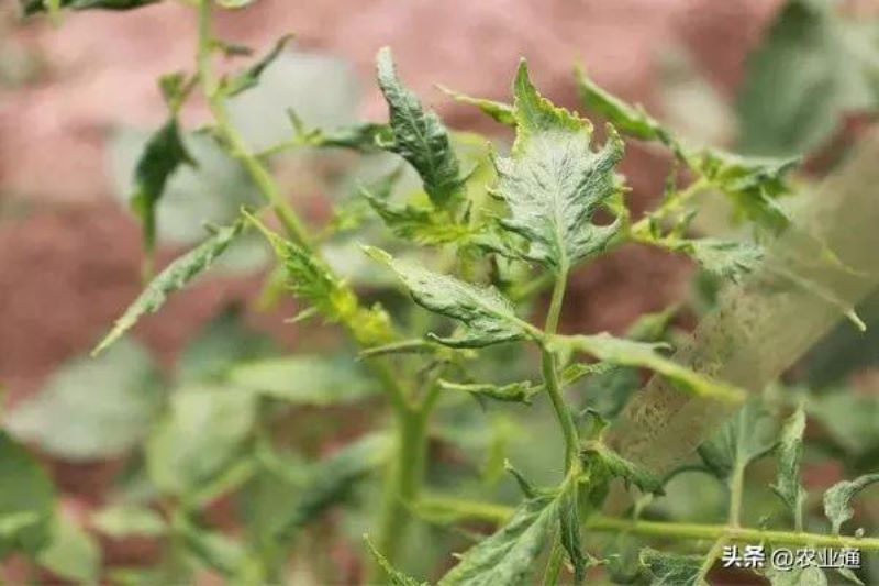 番茄怎么种植「番茄怎么种植才能高产」_1