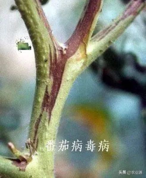 番茄怎么种植「番茄怎么种植才能高产」_1