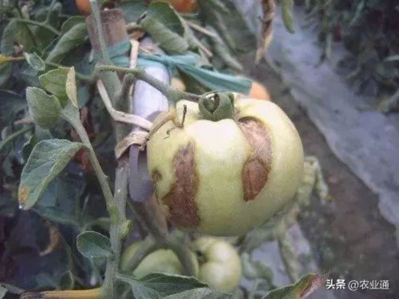 番茄怎么种植「番茄怎么种植才能高产」_1