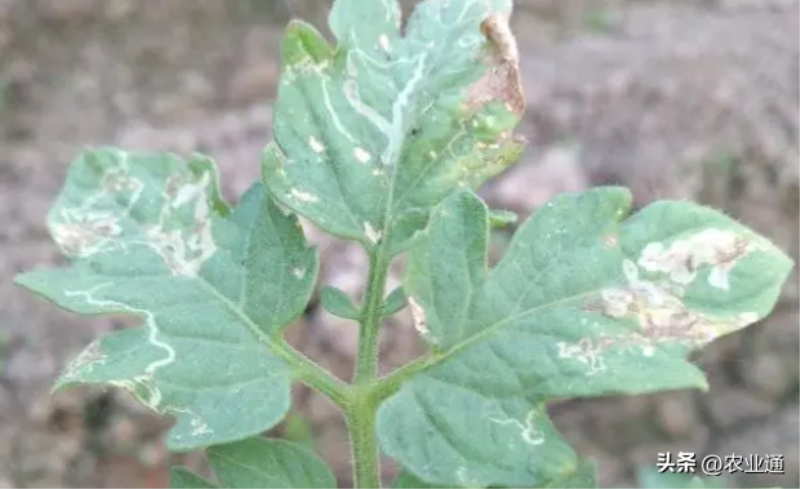 番茄怎么种植「番茄怎么种植才能高产」_1