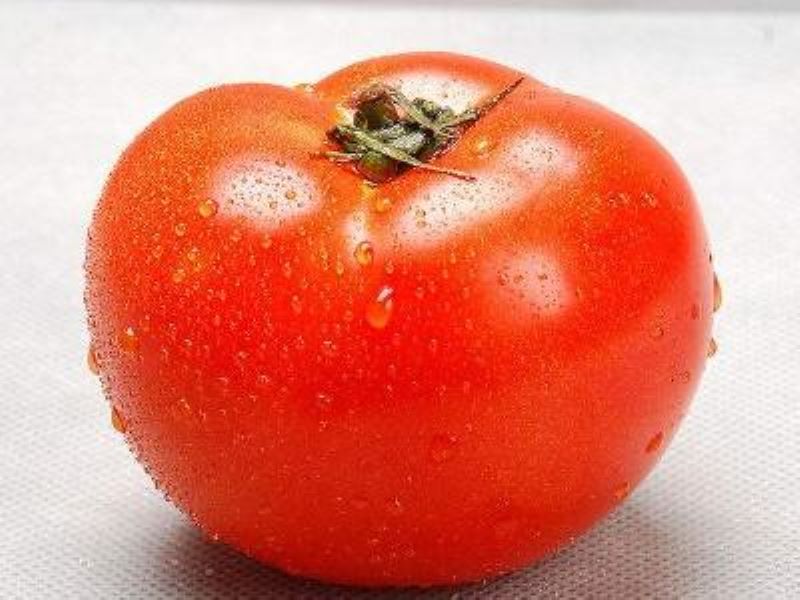 番茄树怎么种植「番茄树怎么种植方法」