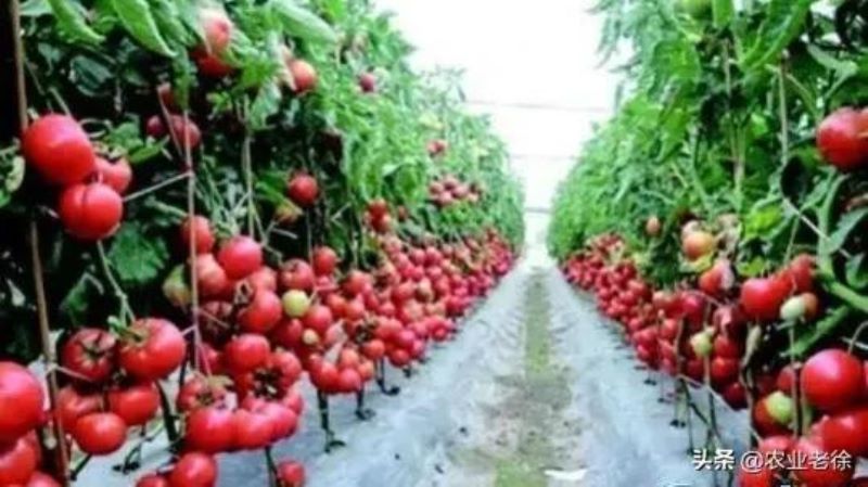 番茄适合什么时候种植「番茄适合什么时候种植最佳」