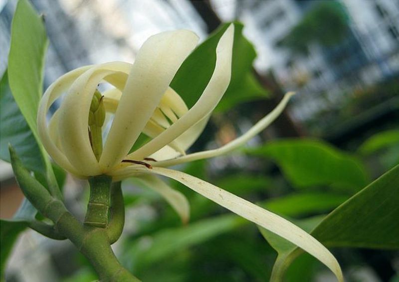 白兰花怎么养得好「白兰花怎么养得好看」