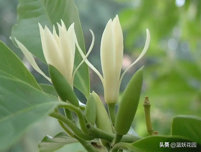 白兰花怎么养殖方法「白兰花怎么养殖方法和注意事项白」