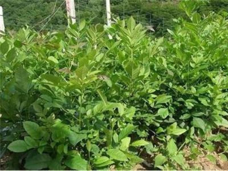 白蜡树的养护要点是什么「白蜡树的养护要点是什么呢」